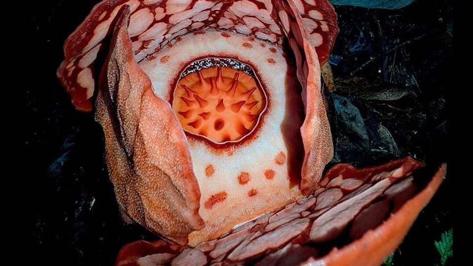 rafflesia