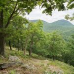 TNC Vermont Menambahkan 190 Hektar Lahan Konservasi ke Area Alam North Pawlet Hills